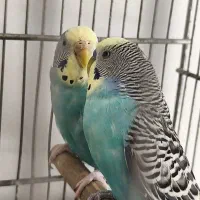 سه جفت مرغ عشق مولد کارداده