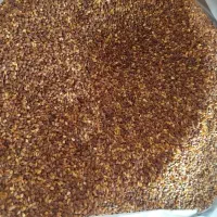 کجند قهوه‌ای