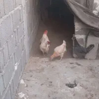 مرغ وخروس محلی