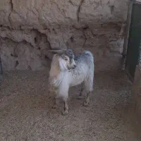 فروش گوسفند نر نژاددار جوان چاق ۷ماه سن ۲۶کیلووزن|حیوانات مزرعه|راور, |دیوار