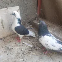 ی جفت نر غریبگیر،