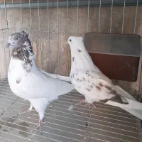 کبوتر