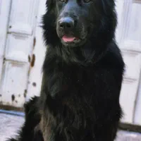 ژرمن بلک ماده شجره فوقالعاده|سگ|کرج, فاز ۴ مهرشهر|دیوار