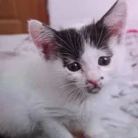 گربه گمشده