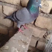 کفتر فروشی ۱۵۰|پرنده|زهک, |دیوار