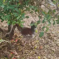 خروس جوان|حیوانات مزرعه|شیراز, کیان آباد|دیوار