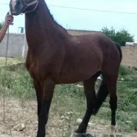 اسب