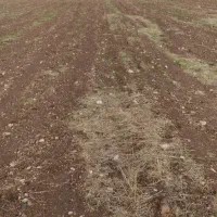 اجاره زمین کشاورزی تنقلا