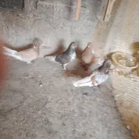 کفتر دهن جور زرد سرور زیر قیمت