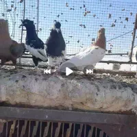 16عددکفتر بهبهونی هوایی