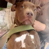 واگذاری پیت بول ۹ ماهه