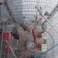 فنچ|پرنده|ری, شهید غیوری (ابن باویه)|دیوار