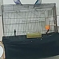 طوطی کوتوله معاوضه فقط