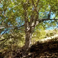 چوب|گل و گیاه طبیعی|جوانرود, |دیوار