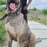 تعدادی سگ پژدر اصیل