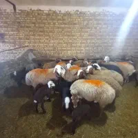 حیوانات مزرعه|حیوانات مزرعه|باوله, |دیوار