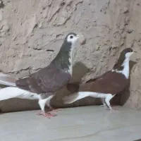 ساده پرشی کف‌تر|پرنده|چناران, |دیوار