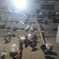 تعدای خورس