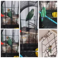 انگشتر|جواهرات|تهران, کرمان|دیوار