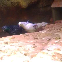 کاکلی پاپر|حیوانات|محلات, |دیوار