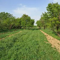 یک طناب باغچه باانواع درختان میوه ۴ساعت آب درهفته