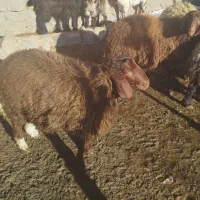 بره کشتاری|حیوانات مزرعه|بیرانوند, |دیوار