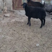 بره نر ۶۰ کیلویی  مناسب برای قربانی و کشتار