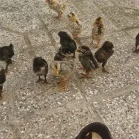 جوجه اردک و جوجه مرغ یکهفتهای|حیوانات مزرعه|رشت, باهنر|دیوار