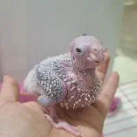 گرینچیک آناناسی سرلاکی|پرنده|گرمدره, |دیوار