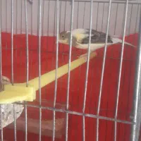 قناری نر ماده