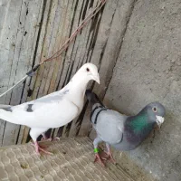 کفتر عراقی فروشی