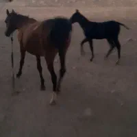 دو راس مادیون با یک کره نریون پنج ماهه|اسب و تجهیزات اسب‌سواری|دورود, |دیوار