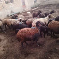 ۱۰راس میش افشاری بره دار