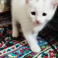 گربه بازیگوش