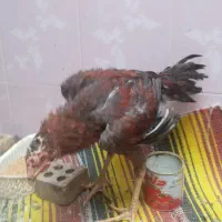 جوجه یا خروس لاری|حیوانات مزرعه|کلاله, |دیوار