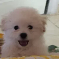 واگذاری سگ پاکوتاه