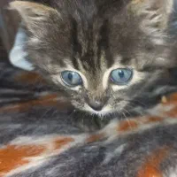 واگذاری یک گربه خوشگل پرشین چشم ابی|گربه|ارومیه, |دیوار