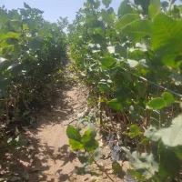 ارقام مختلف نهال پسته ۱ساله و۲ساله|گل و گیاه طبیعی|شاهین‌شهر, گزبرخوار|دیوار