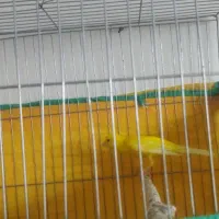 قناری رسمی بلند کشیده