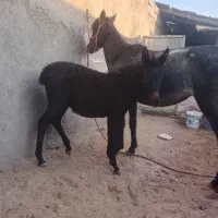 قاطر|حیوانات مزرعه|سبزوار, کوی گلستان|دیوار
