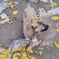 سگ ماده|سگ|هشترود, |دیوار