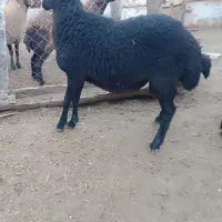 بز جوان ارزان و بره نر هترو|حیوانات مزرعه|دامغان, |دیوار