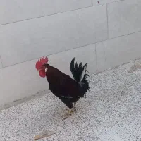 مرغ وخروس عربی