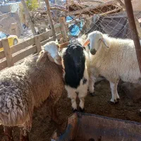 بره بزغاله گوسفند|حیوانات مزرعه|بیرجند, |دیوار