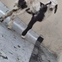 بره شیری|حیوانات مزرعه|سلفچگان, |دیوار