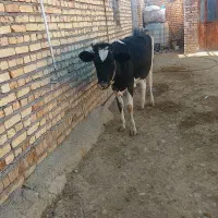 گاو
