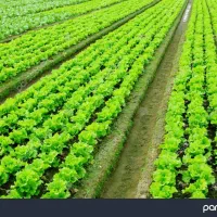 راهنمایی در مورد چیدن کاهو