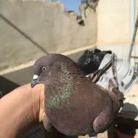 کفتر سرخ|پرنده|مشکین‌دشت, |دیوار