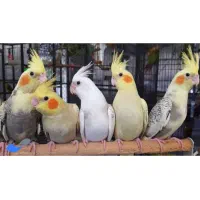 جوجه عروس هلندی تازه دون خور شده