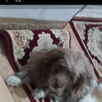 سگ  نژاد دار